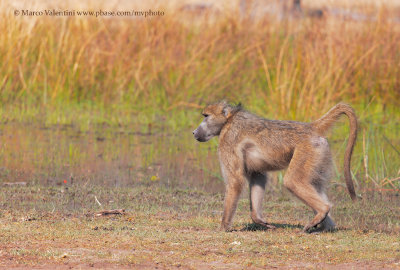 Chacma Baboon - Papio ursinus