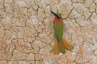 Red-throated bee-eater - Merops bulocki