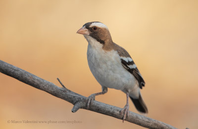 White-browed Sparrow-weaver - Plocepasser mahali