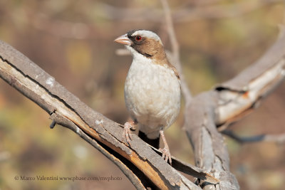 White-browed Sparrow-weaver - Plocepasser mahali