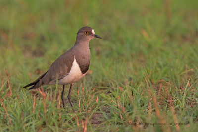 Senegal lapwing - Vanellus lugubris