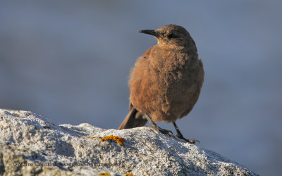 Tussacbird - Cinclodes antarcticus