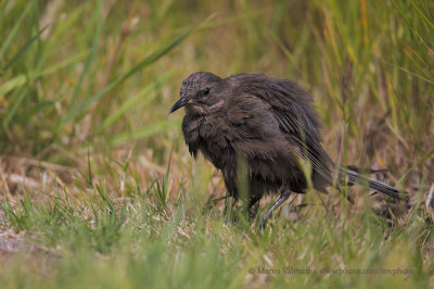 Tussacbird - Cinclodes antarcticus