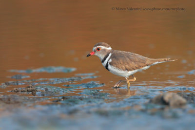 Three-banded Plover - Charadrius tricollaris