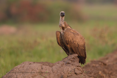 White-backed vulture - Gyps africanus