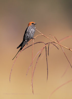 Lesser striped swallow - Cecropis abyssinica