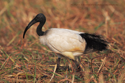 Sacred ibis - Threskiornis aethiopicus