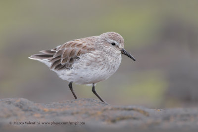 White-rumped Sandpiper - Calidris fuscicollis