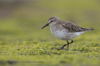 White-rumped Sandpiper - Calidris fuscicollis