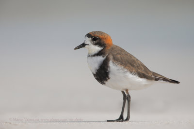 Two-banded Plover - Charadrius falklandicus