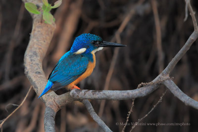 Half-collared Kingfisher - Alcedo semitorquata