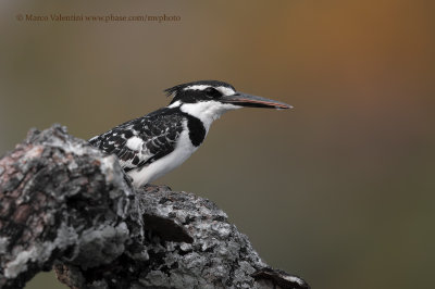 Pied kingfisher - Ceryle rudis