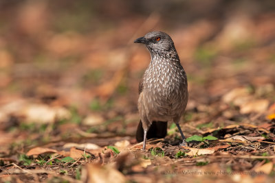 Arrow-marked babbler - Turdoides jardinei