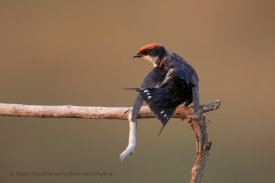 Wire-tailed Swallow - Hirundo smithi