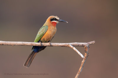 White-fronted Bee-eater - Merops bullockoides