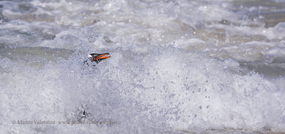 Gentoo Penguin - Pygoscelis papua