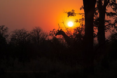 Giraffe at sunset