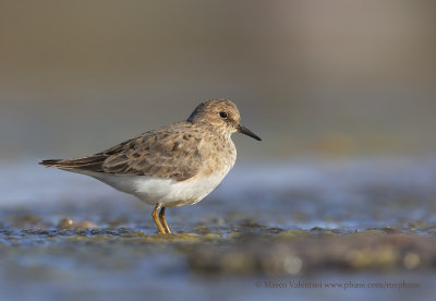 Temminck's stint - Calidris temminkii