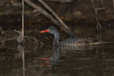 African finfoot - Podica senegalensis