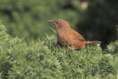 Cobb's Wren - Troglodytes cobbi