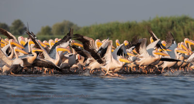 White Pelican - Pelecanus onocrotalus