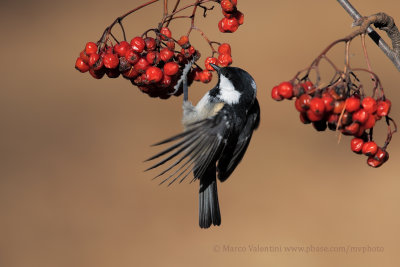 Coal tit - Parus ater