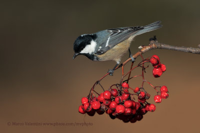 Coal tit - Parus ater