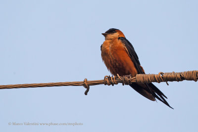 Red-breasted Swallow - Cecropis semirufa