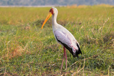 Yellow-billed Stork - Mycteria ibis