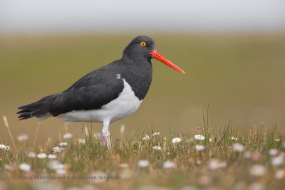 Magellanic Oystercatcher - Haematopus leucopodus