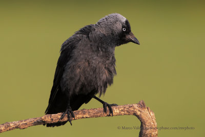Eurasian Jackdaw - Corvus monedula