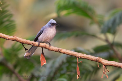 Elminia albicauda - White-tailed Blue Flycatcher