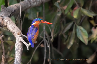 Malachite Kingfisher - Alcedo cristata