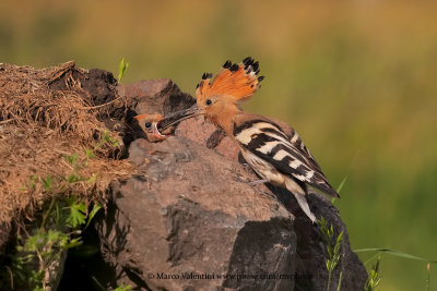 Hoopoe - Upupa epops
