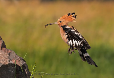 Hoopoe - Upupa epops