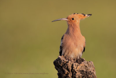 Hoopoe - Upupa epops