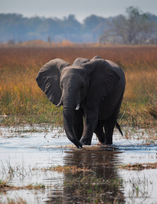 African Elephant - Loxodonta africana