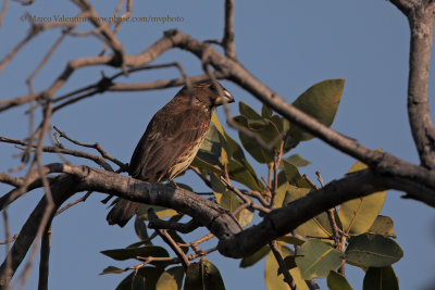 Thick-billed Weaver - Amblyospiza albifrons