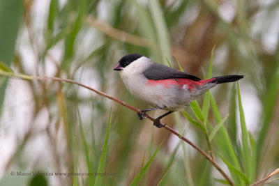 Black-crowned Waxbill - Estrilda nonnula