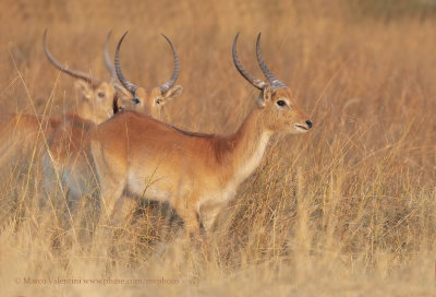 Red Lechwe - Kobus leche