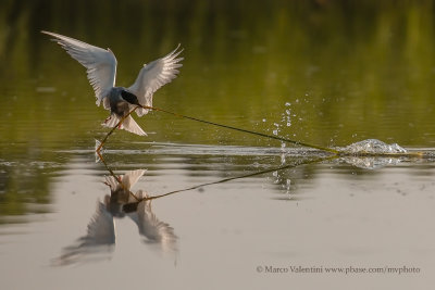 Whiskered tern - Chlidonias hybridus