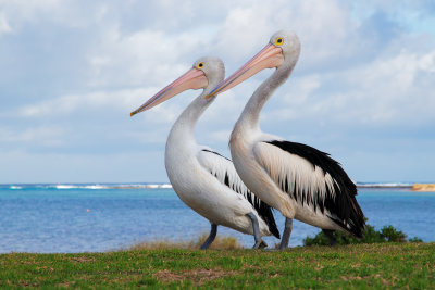 Australian pelican - Pelecanus conspicillatus