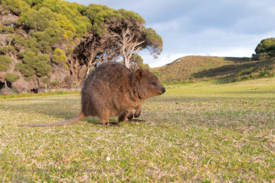 Quokka - Setonyx brachiurus