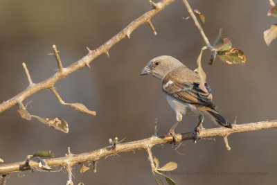 Southern Grey-headed Sparrow - Passer diffusus