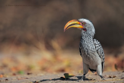 Southern Yellow-billed Hornbill - Tockus leucomelas