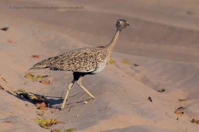 Red-crested Korhaan - Lophotis ruficrista