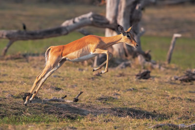 Impala - Aepyceros melampus