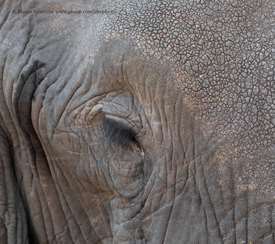 African Elephant - Loxodonta africana