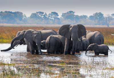 African Elephant - Loxodonta africana