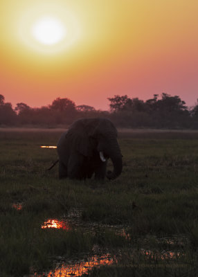 African Elephant - Loxodonta africana